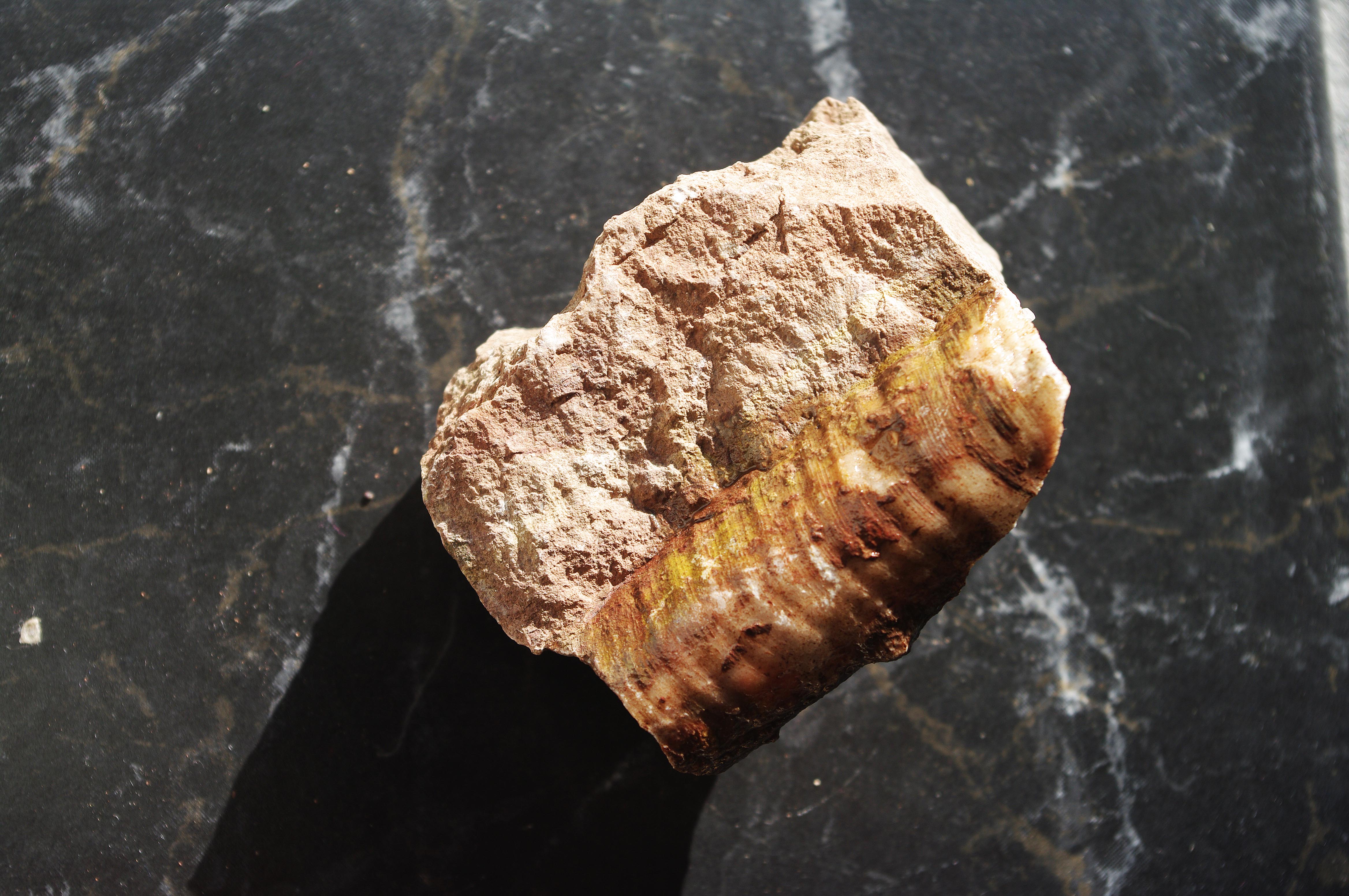 0367 fossil kalksten ortoceratit